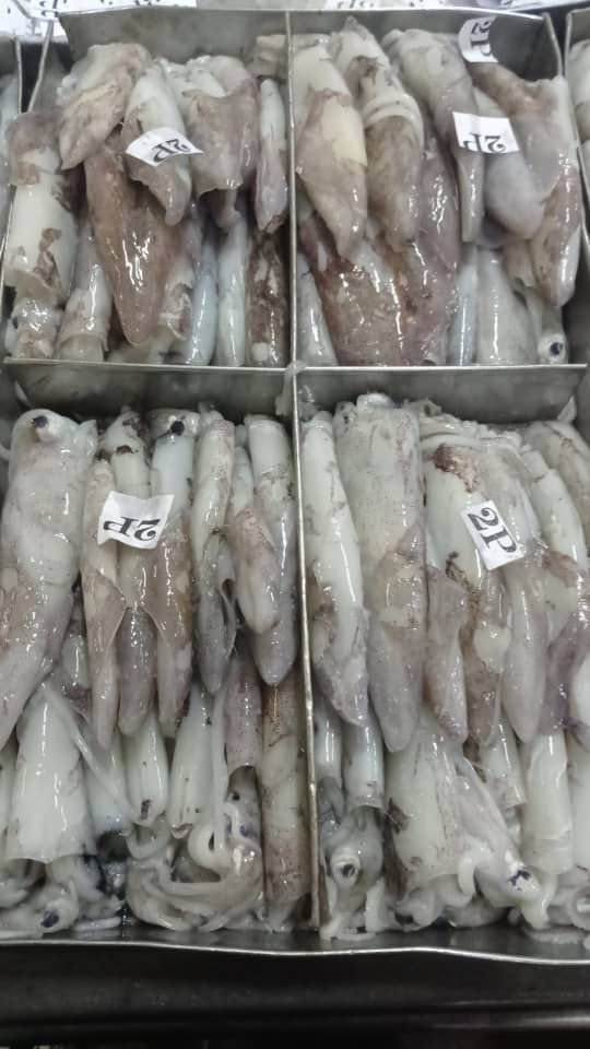 Squid