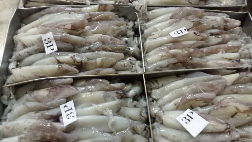 Squid