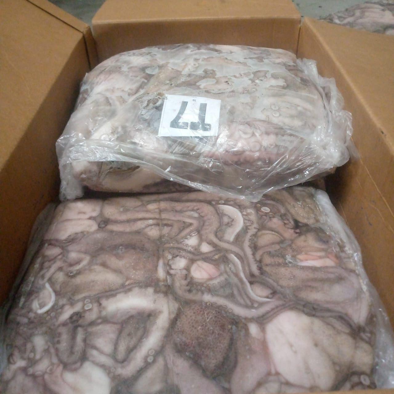 Octopus