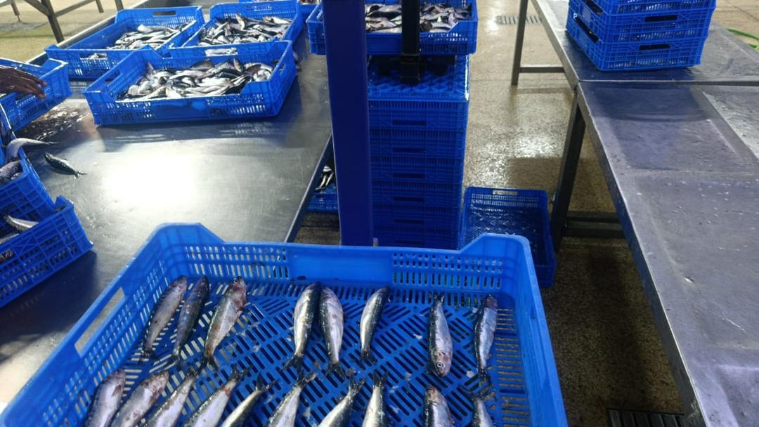 Sardinas