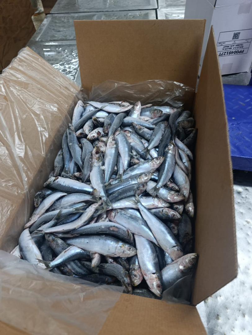 Sardinas